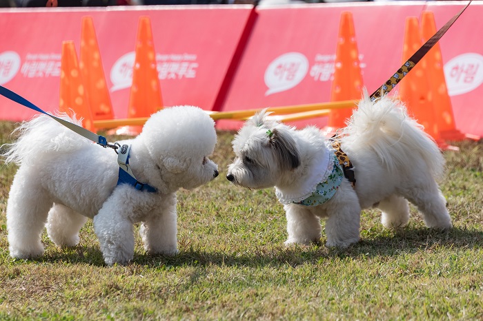 "광진구에서는 멍멍이들도 운동회한다~" - 멍토피아 운동회 개최!