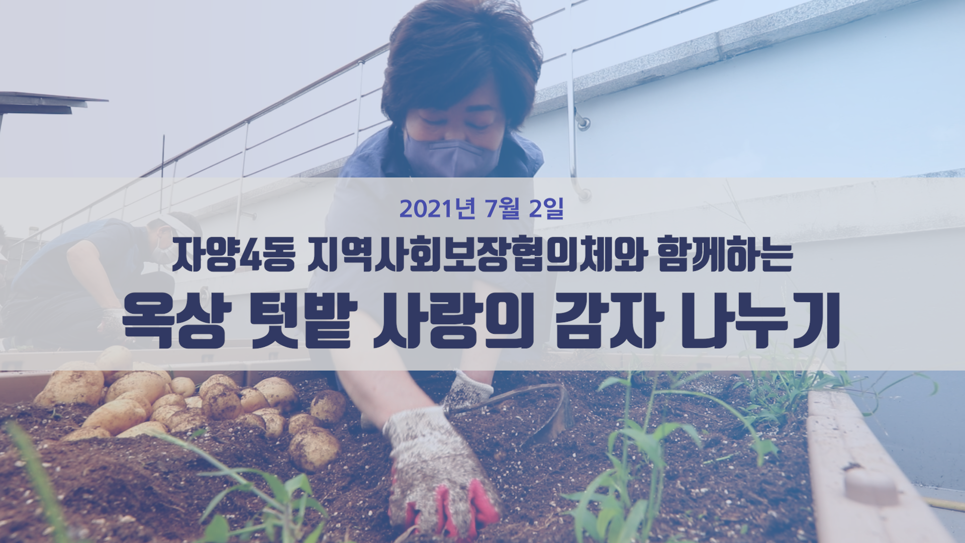 자양4동 지역사회보장협의체와 함께하는 옥상텃밭 사랑의 감자 나누기