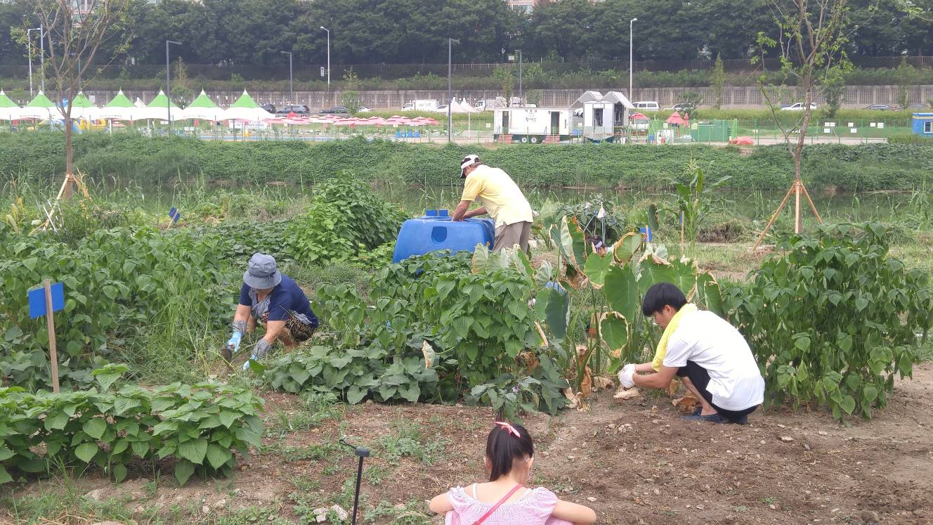 중곡3동 특화사업 중랑천 텃밭(밭갈이)