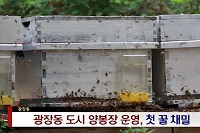 광장동 도시 양봉 운영