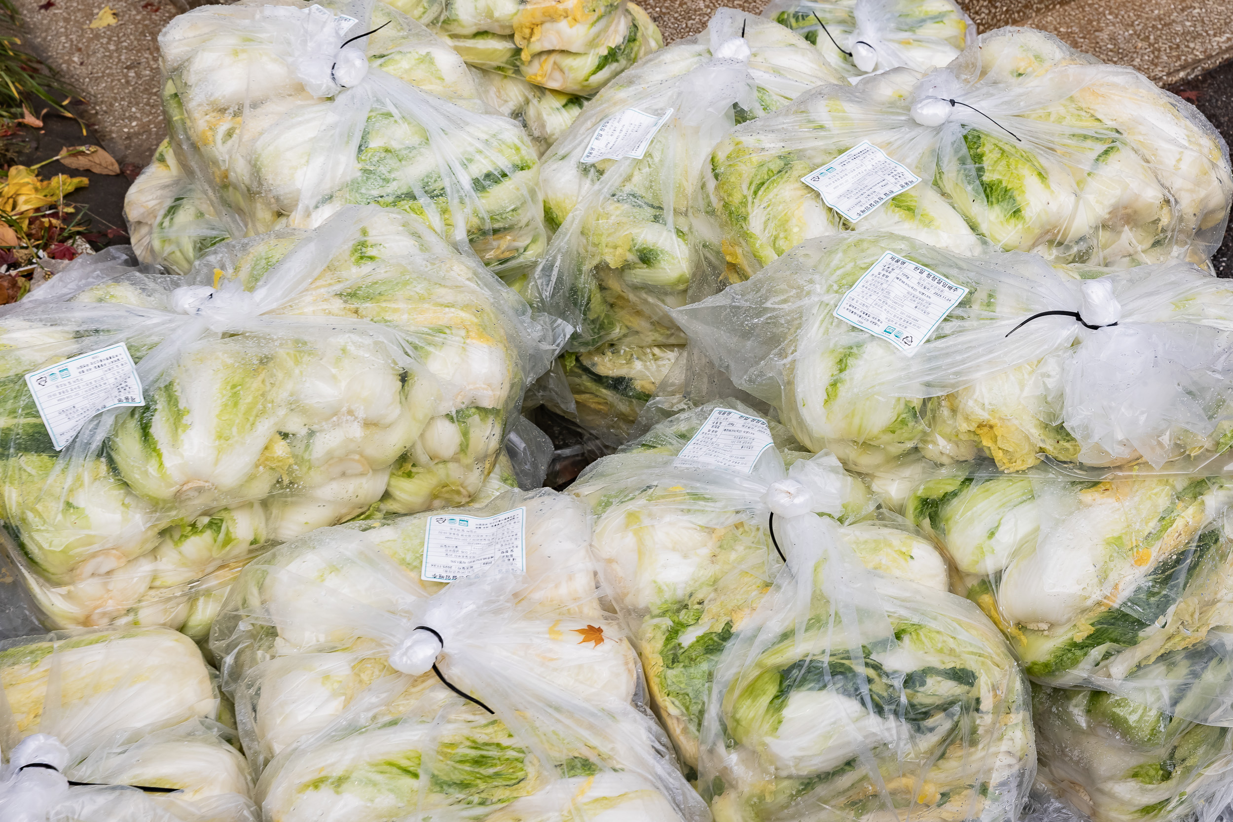 20251125-적십자봉사회 광진구협의회 가온 김장김치 나눔행사 20251125-13715_L_191827.jpg