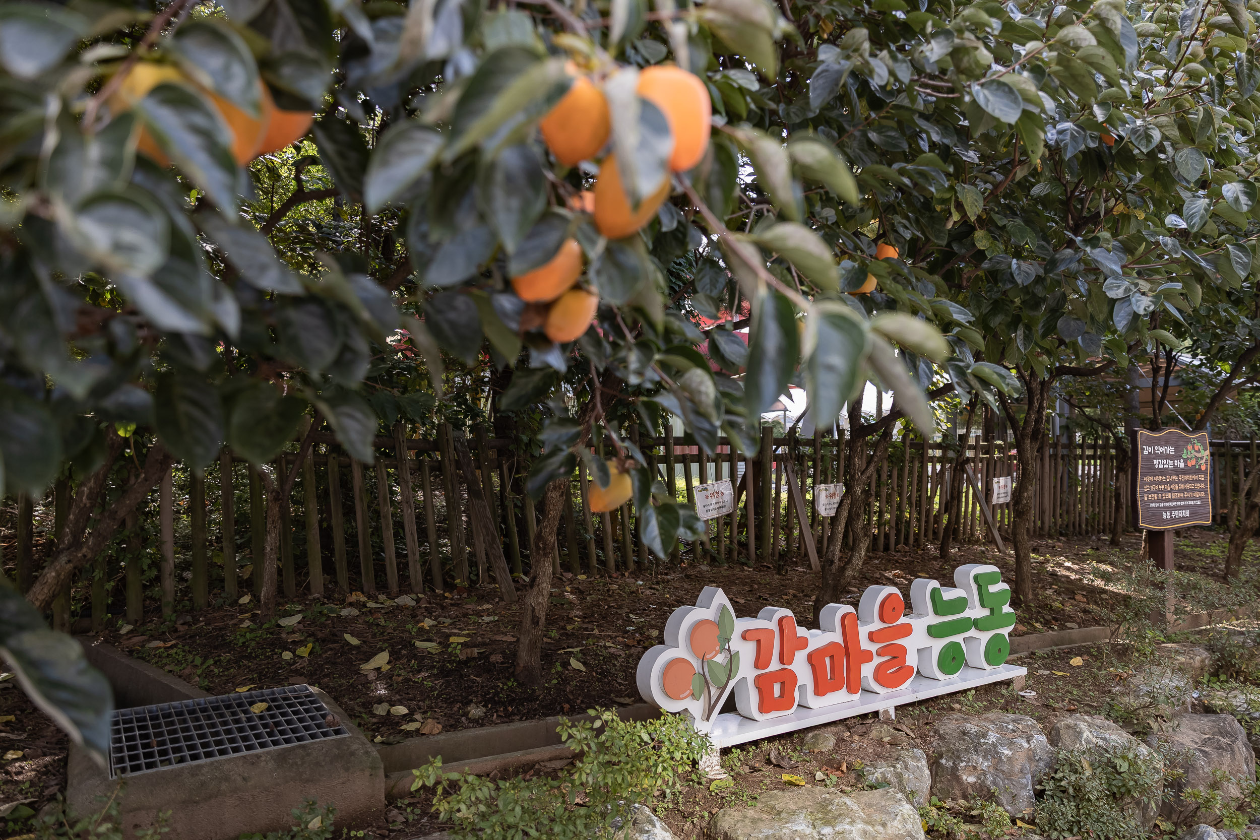 20251023-능동 감마을 축제 20251023-65977_L_173339.jpg