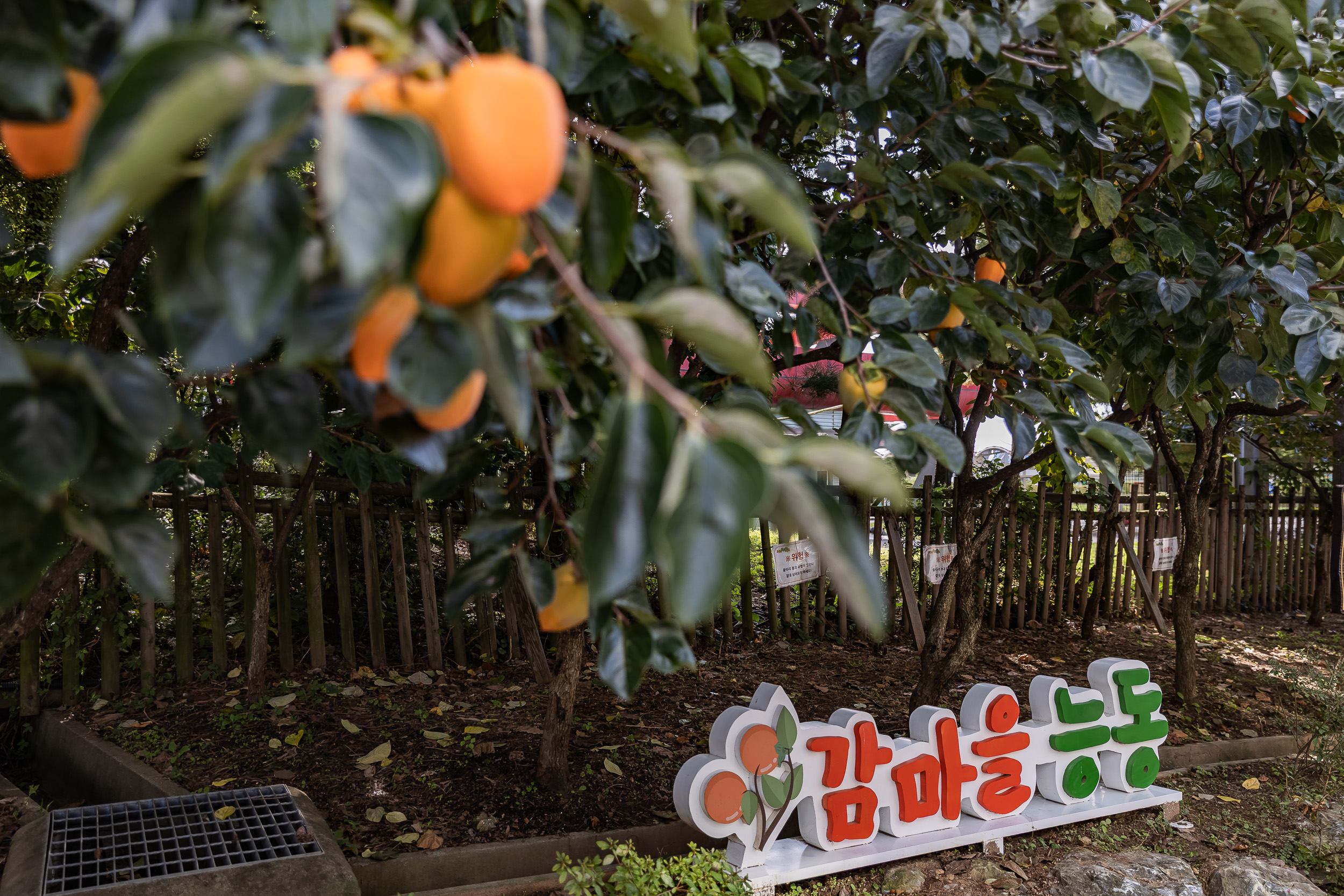20251023-능동 감마을 축제