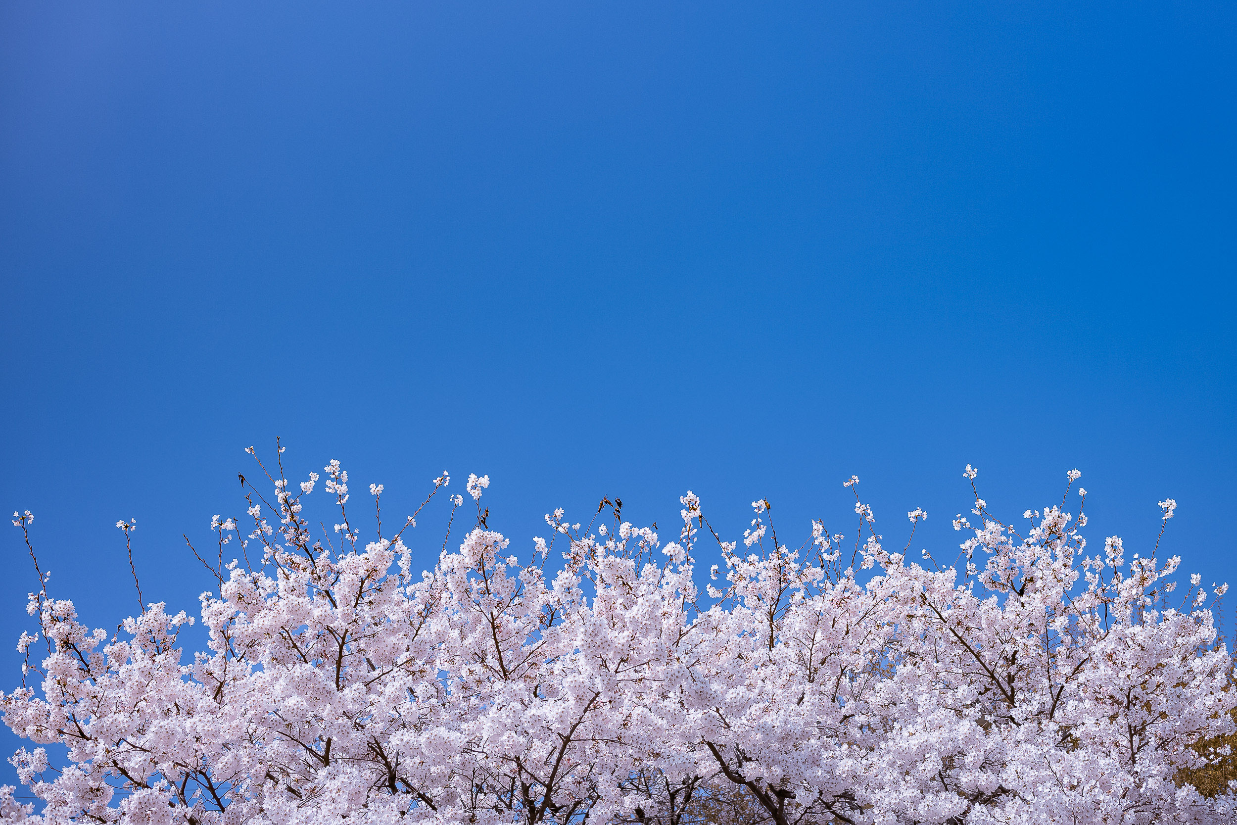 20220410-광진의 봄날 - 꽃, flower, 花 20220404-0053_G_G_090102.jpg