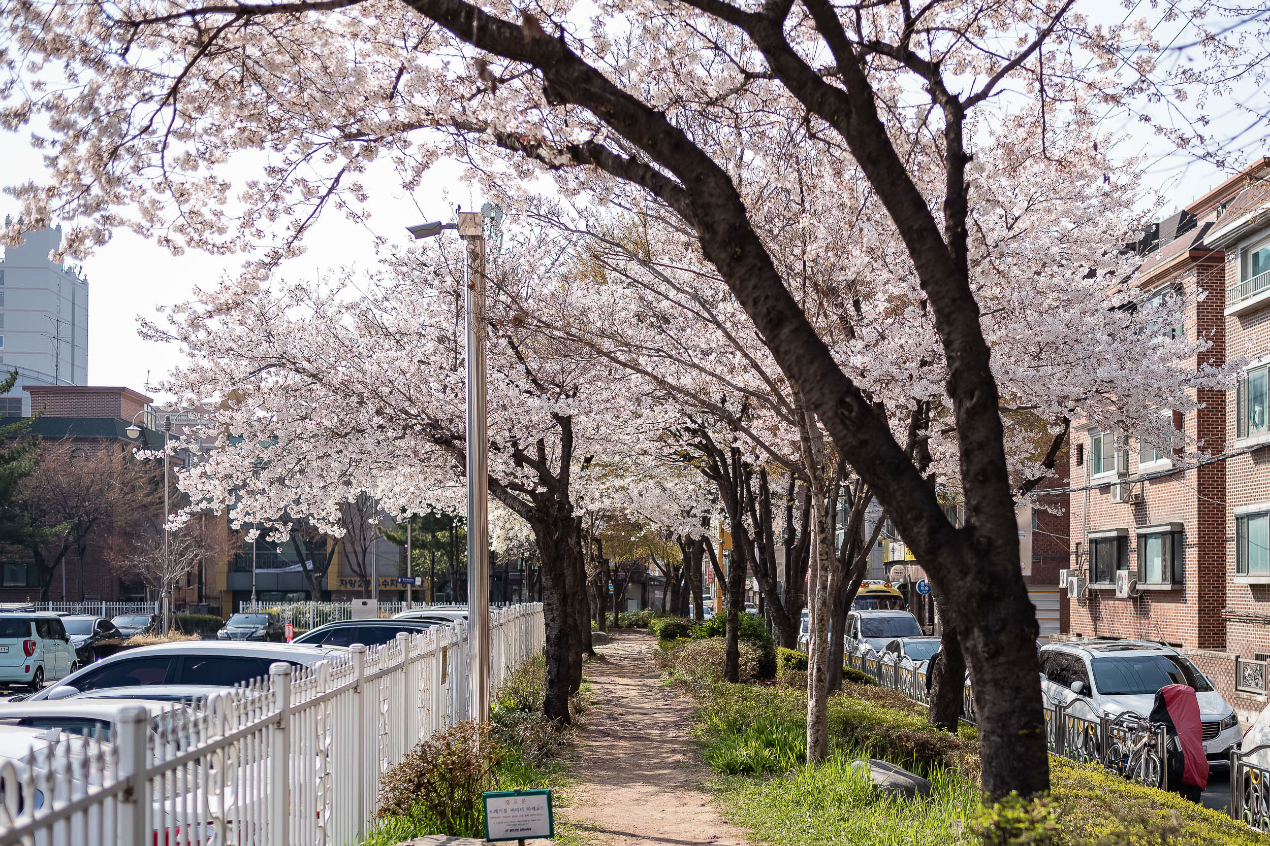 20220410-광진의 봄날 - 꽃, flower, 花 20220404-0048_G_G_075450.jpg