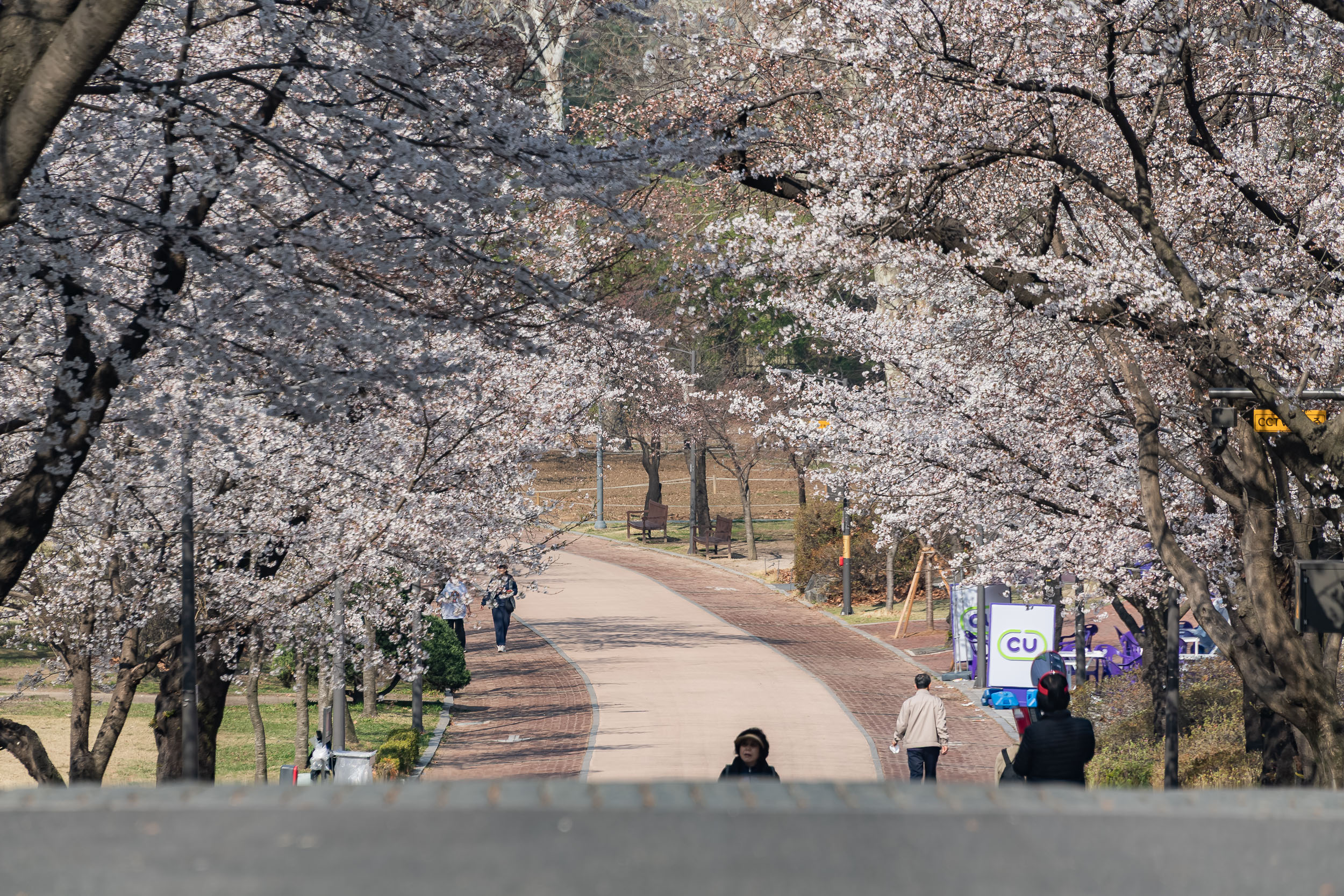 20250407-환경보존을 위한 새마을 나무심기 20250407-44900_L_174014.jpg