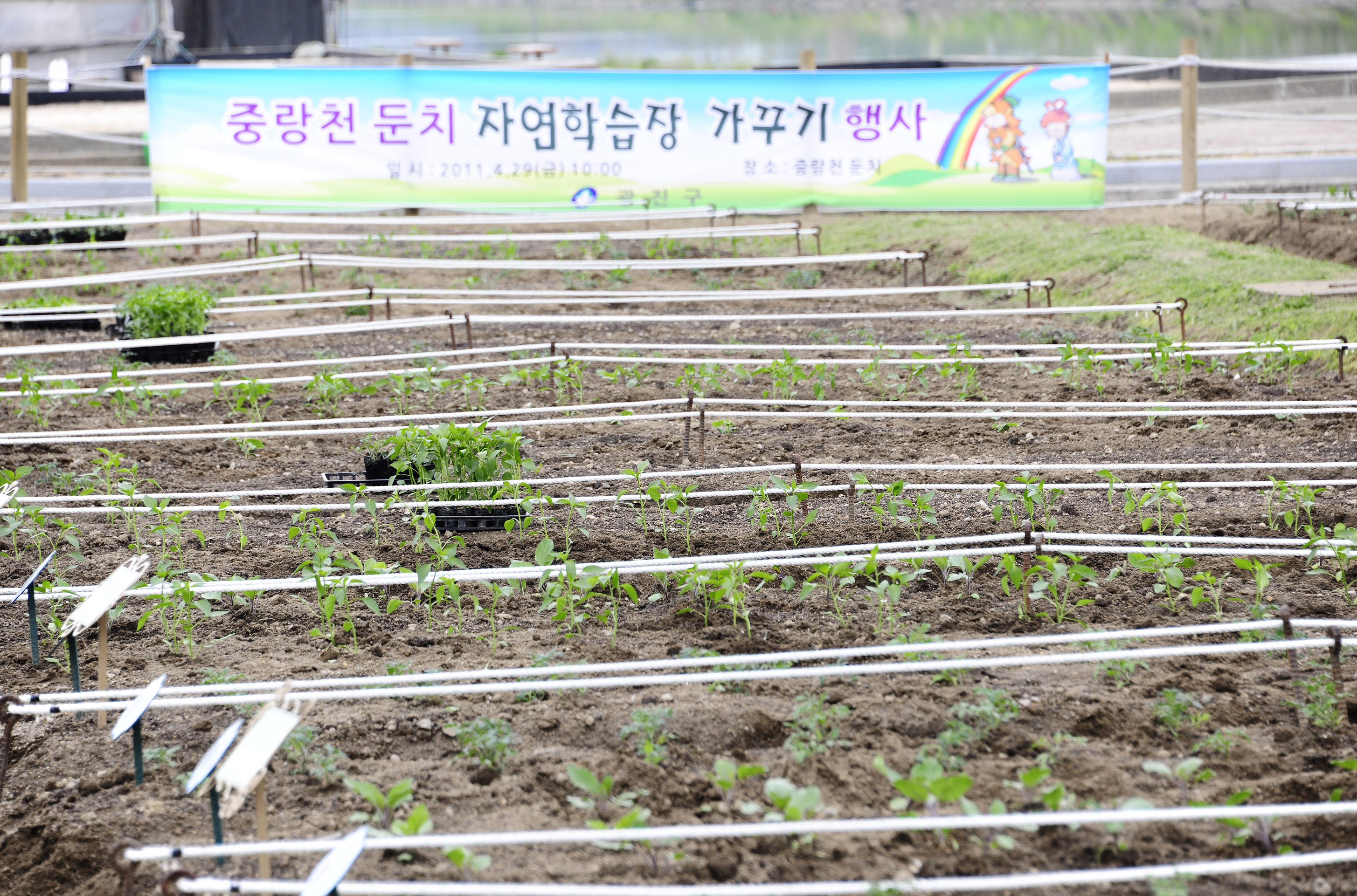 20110409-중량천 둔치 자연학습장 가꾸기 31921.JPG