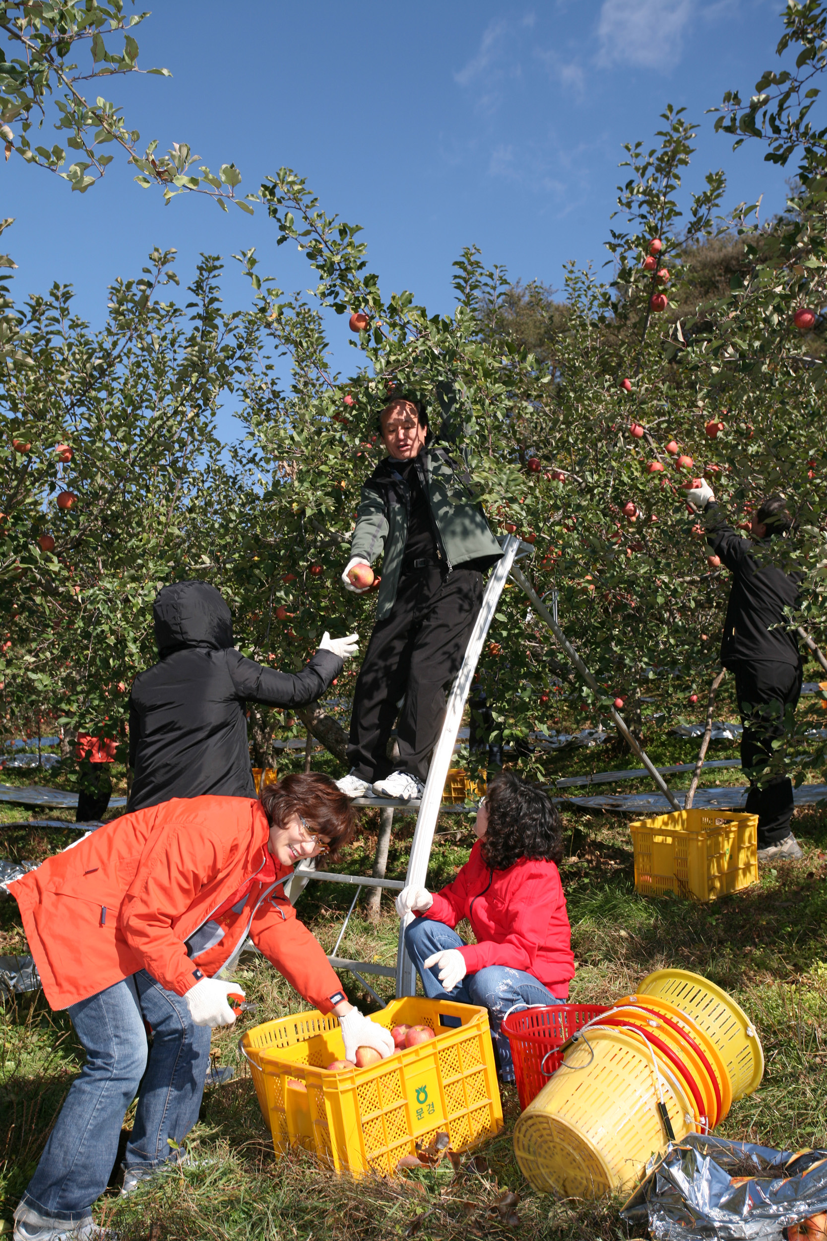 06농가 일손 돕기-문경 I00000006469.JPG