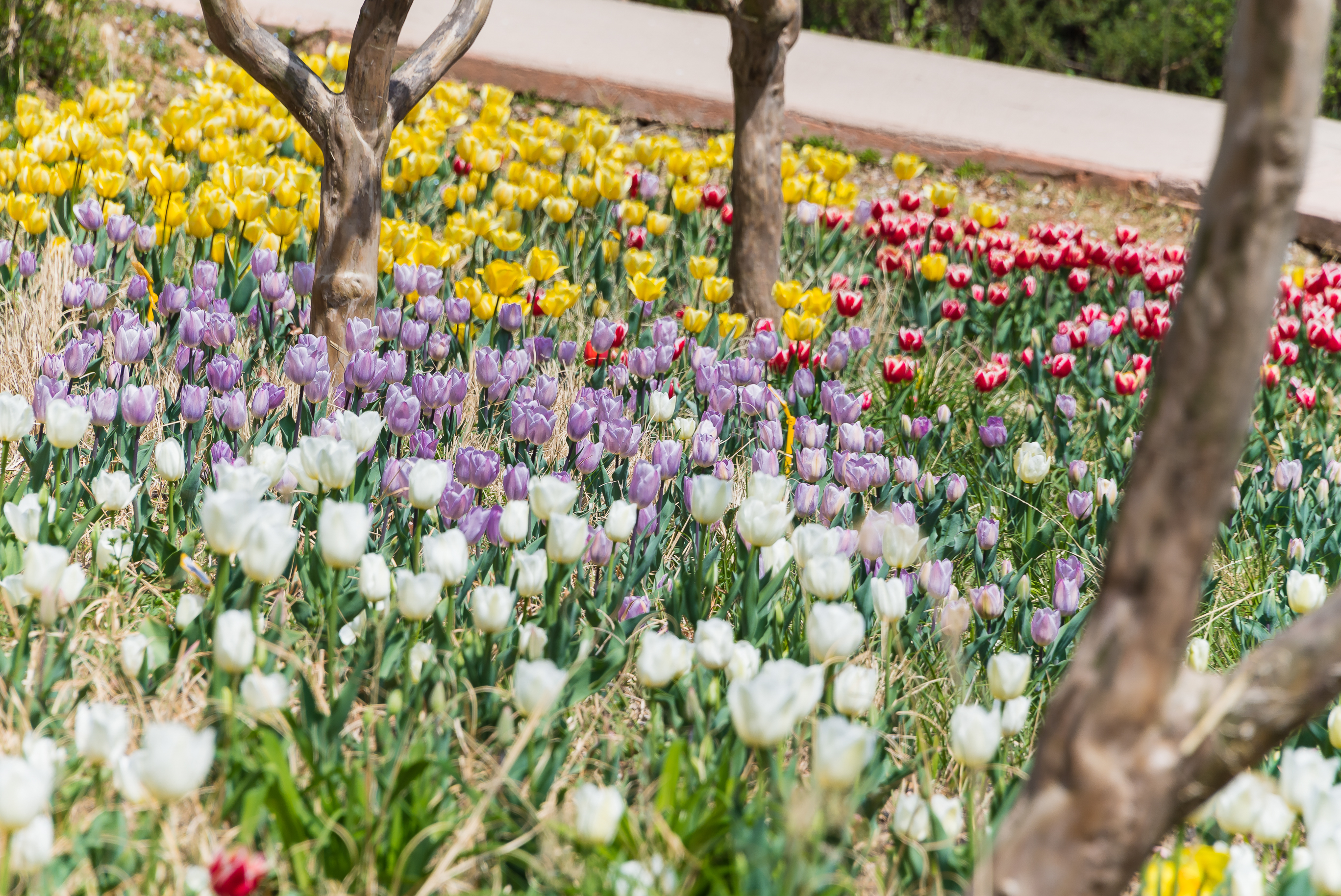 20190415-광진구 아차산 봄꽃 20190415-19546_M2_S_194540.jpg