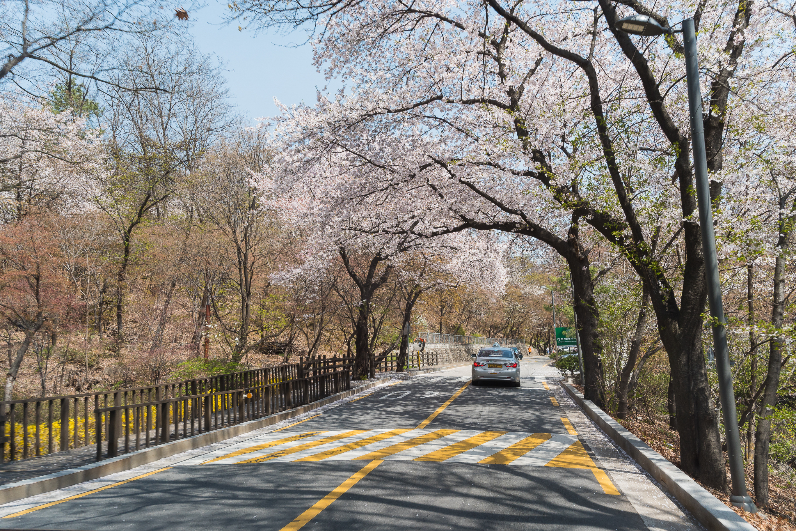 20190415-광진구 아차산 봄꽃 20190415-19811_M2_S_194543.jpg