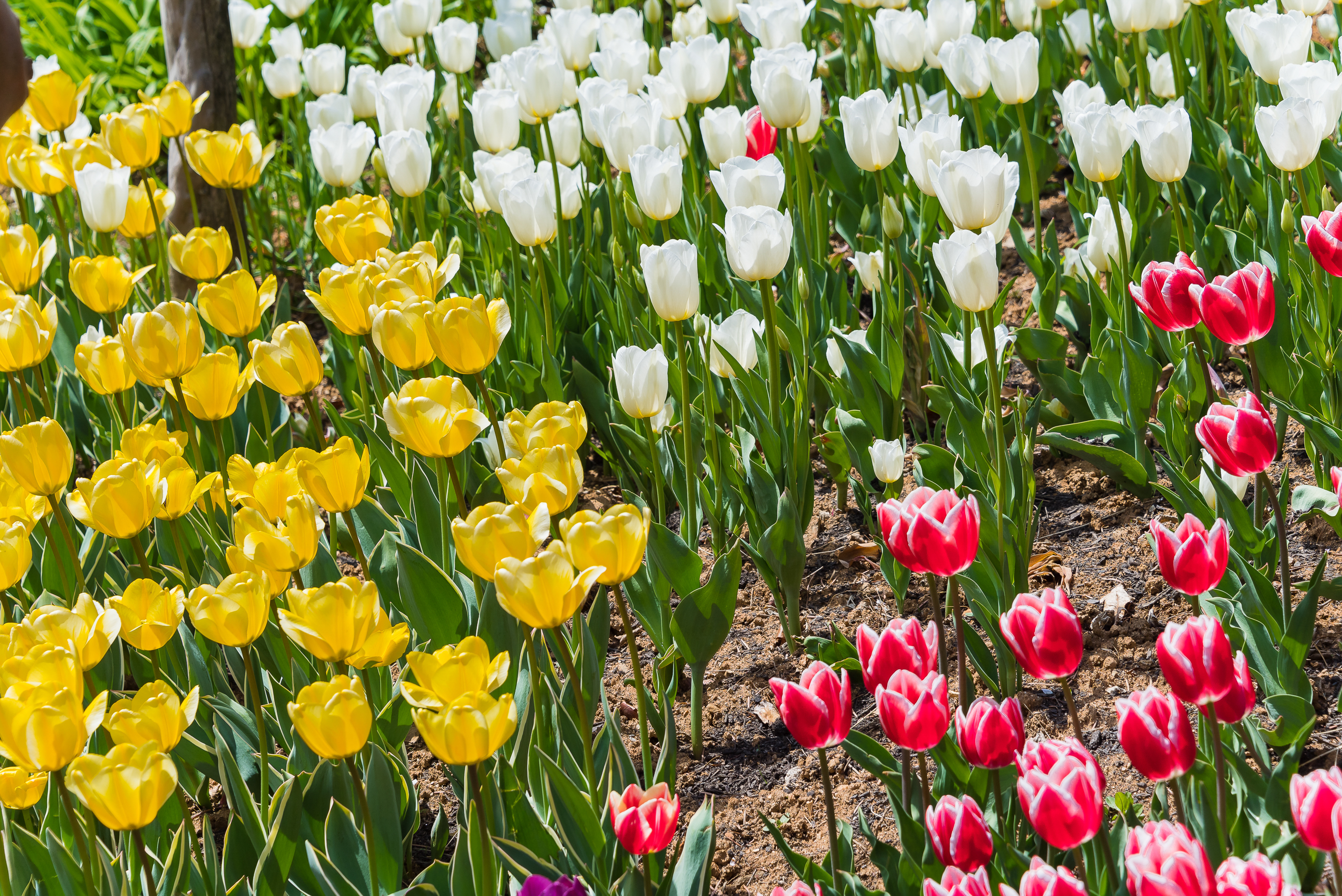 20190415-광진구 아차산 봄꽃 20190415-19447_M2_S_194534.jpg