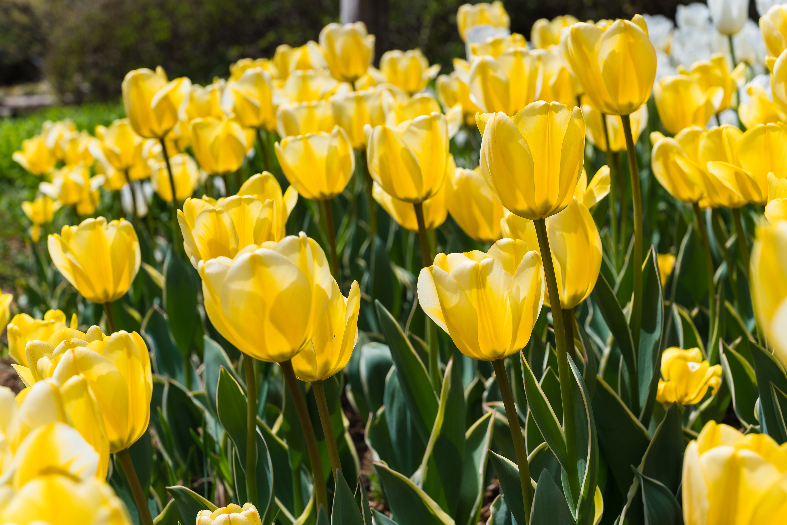 20190415-광진구 아차산 봄꽃 20190415-20081_M2_S_194557.jpg