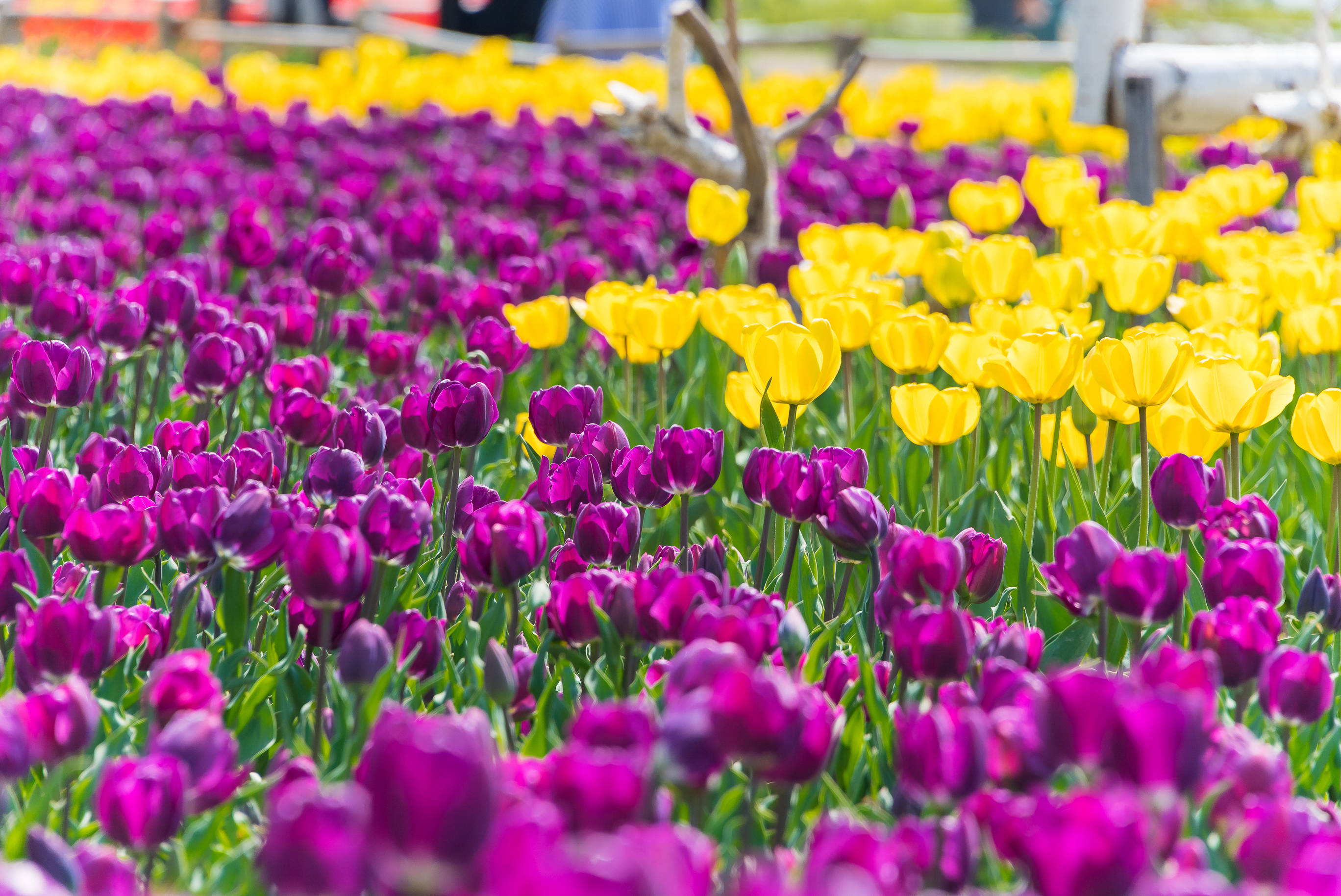 20190415-광진구 중랑천 봄꽃 20190415-19673_M2_S_195221.jpg