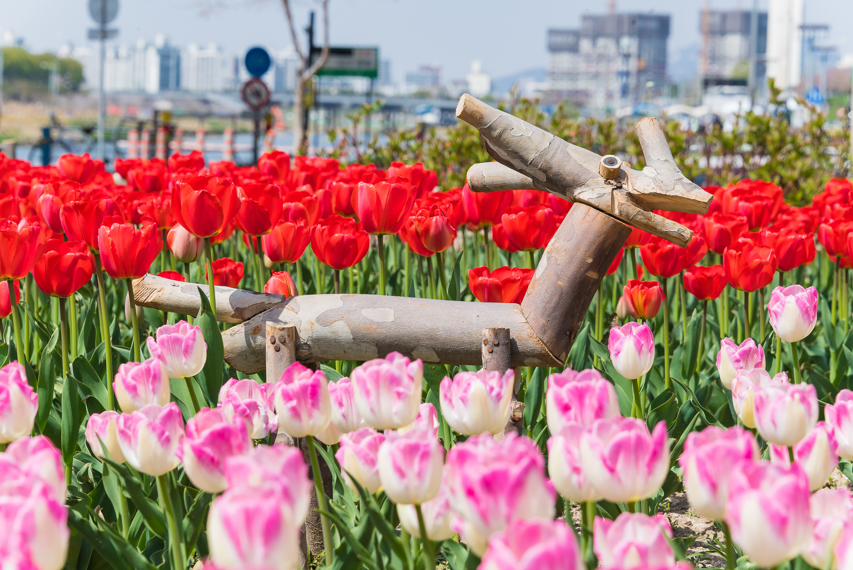 20190415-광진구 중랑천 봄꽃 20190415-19681_M2_S_195223.jpg