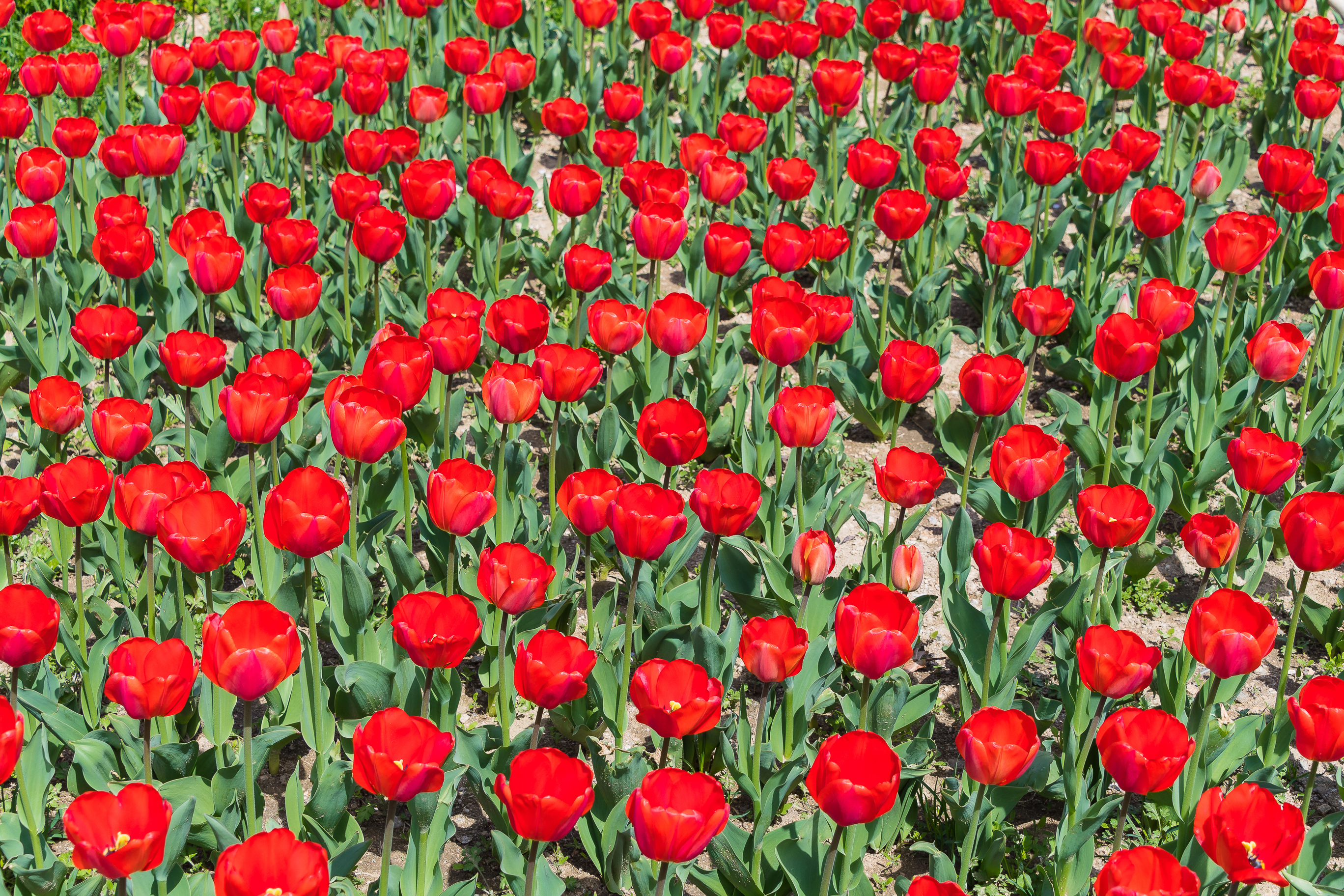 20190415-광진구 중랑천 봄꽃 20190415-19628_M2_S_195215.jpg