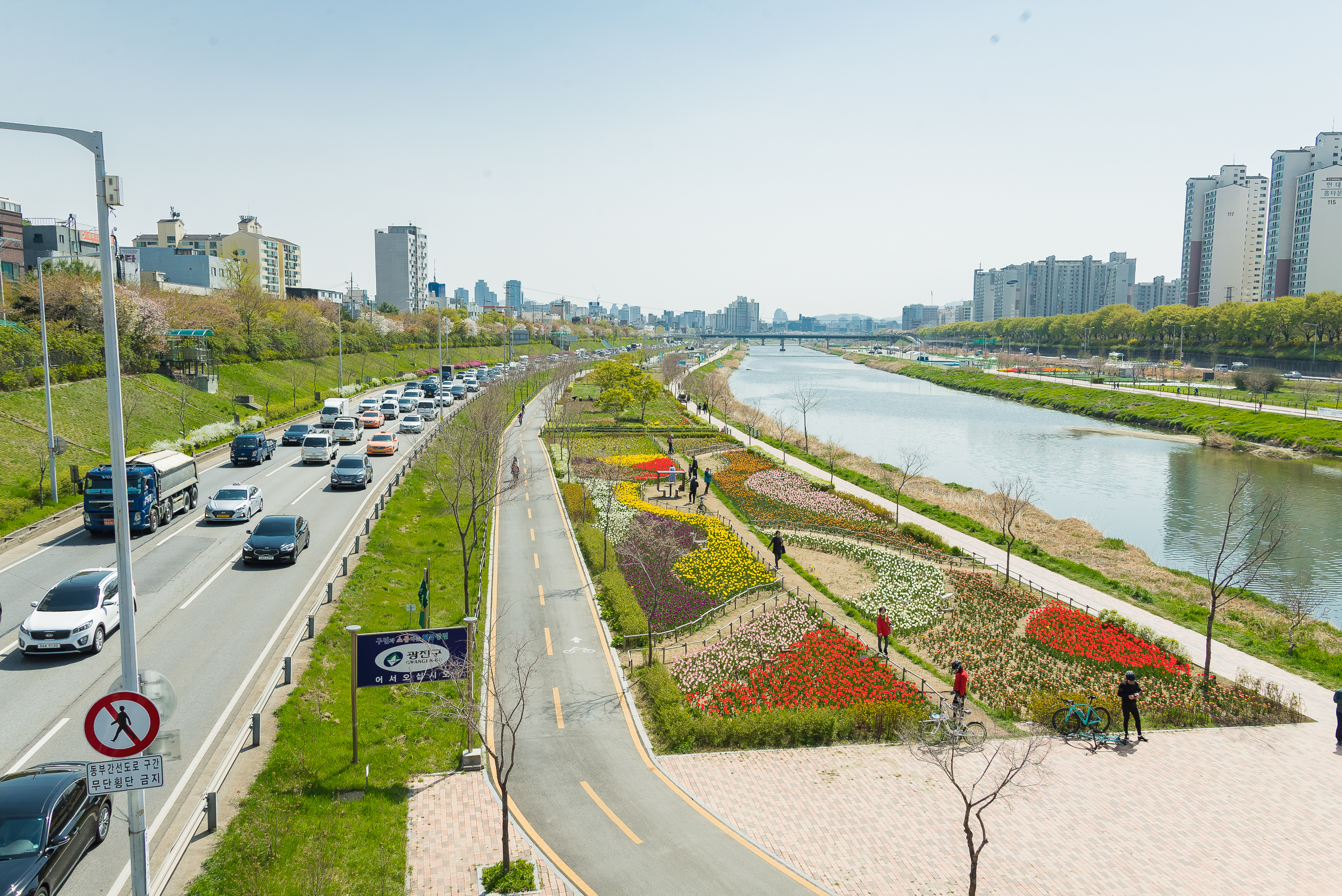 20190415-광진구 중랑천 봄꽃 20190415-19739_M2_S_195226.jpg