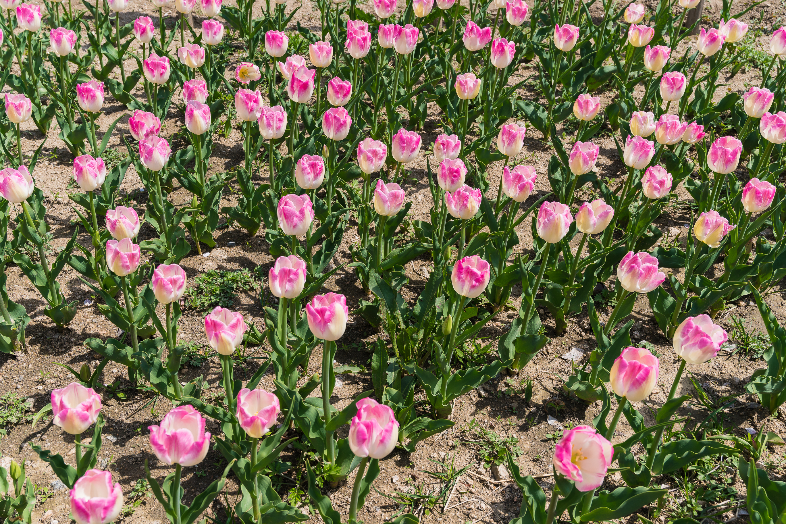 20190415-광진구 중랑천 봄꽃 20190415-20479_M2_S_195234.jpg