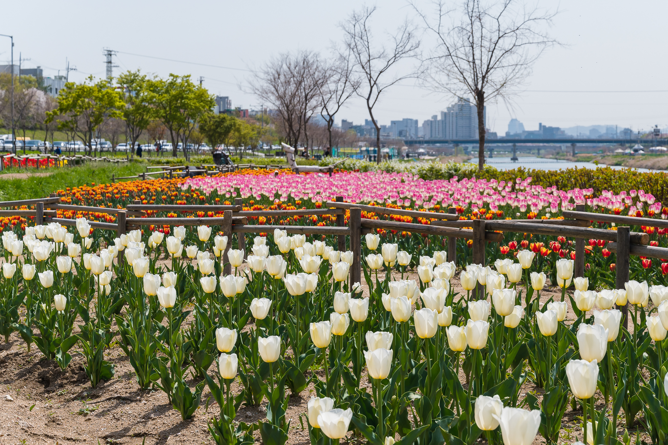 20190415-광진구 중랑천 봄꽃 20190415-20712_M2_S_195248.jpg