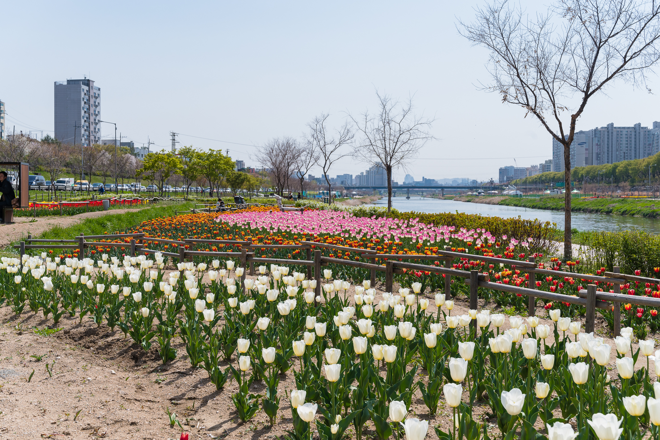 20190415-광진구 중랑천 봄꽃 20190415-20718_M2_S_195249.jpg