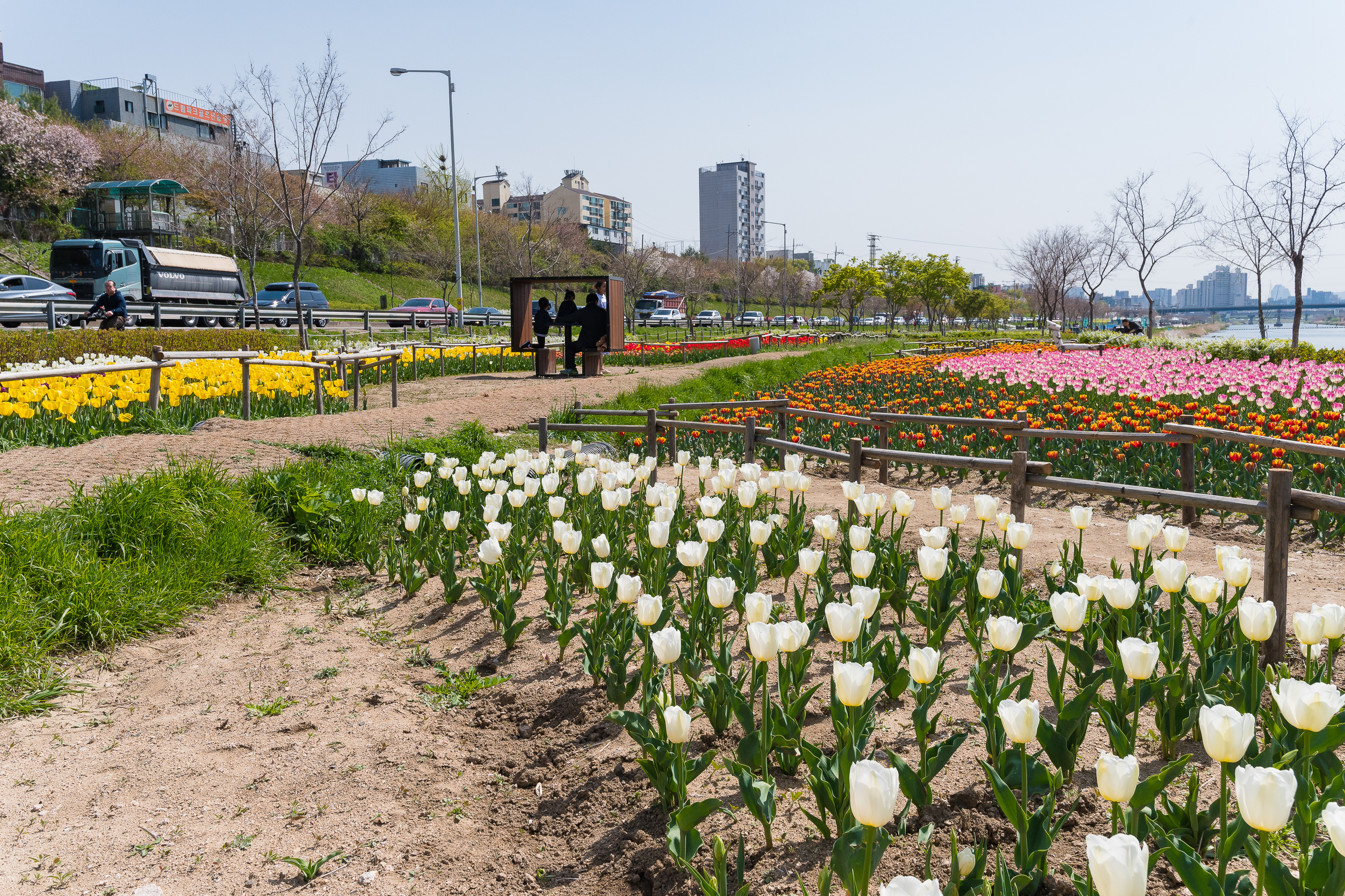 20190415-광진구 중랑천 봄꽃 20190415-20771_M2_S_195252.jpg