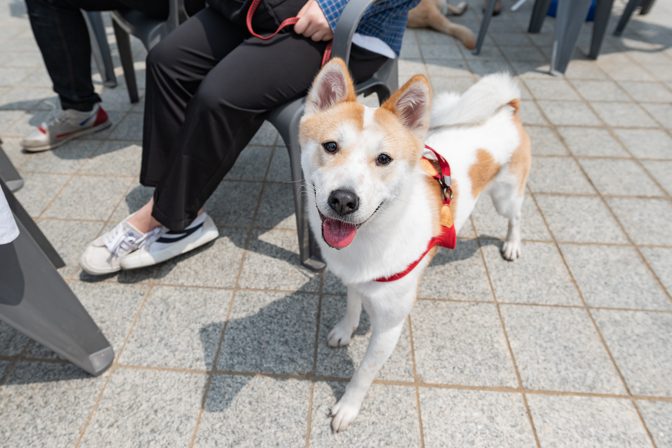 20190504-2019 반려동물 페스티벌 20190504-31484_S_182613.jpg