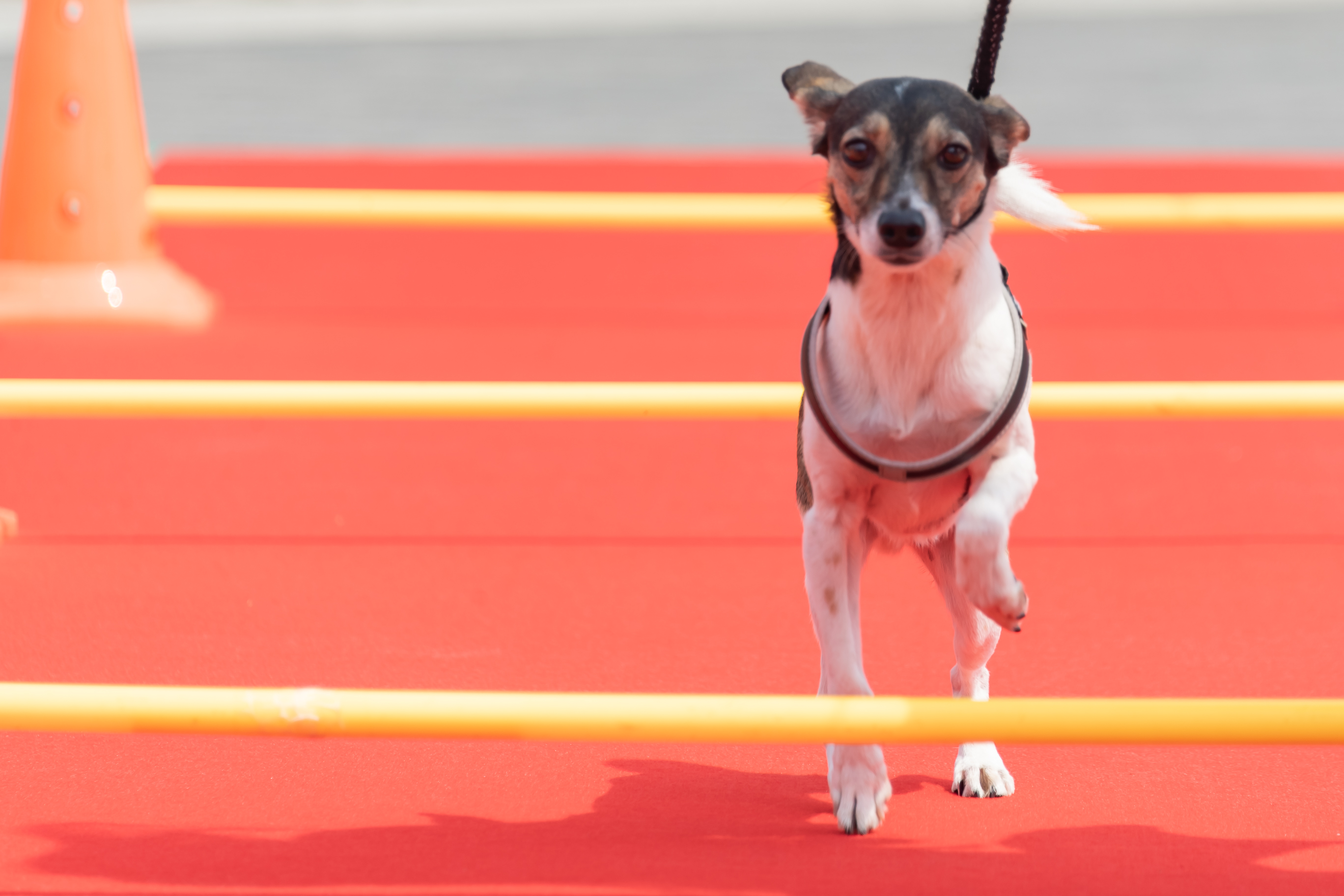 20190504-2019 반려동물 페스티벌 20190504-31667_S_182616.jpg