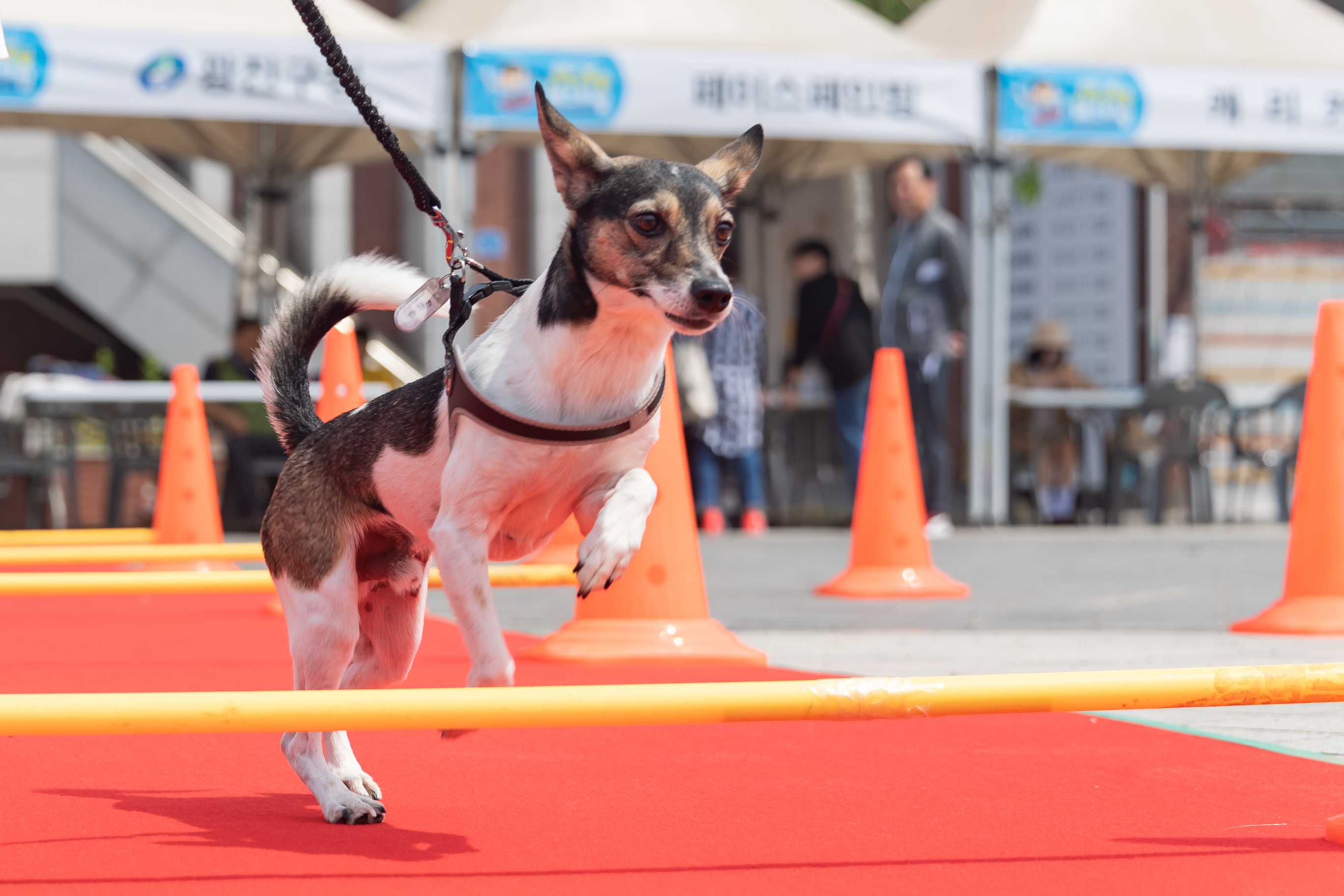 20190504-2019 반려동물 페스티벌 20190504-31700_S_182616.jpg