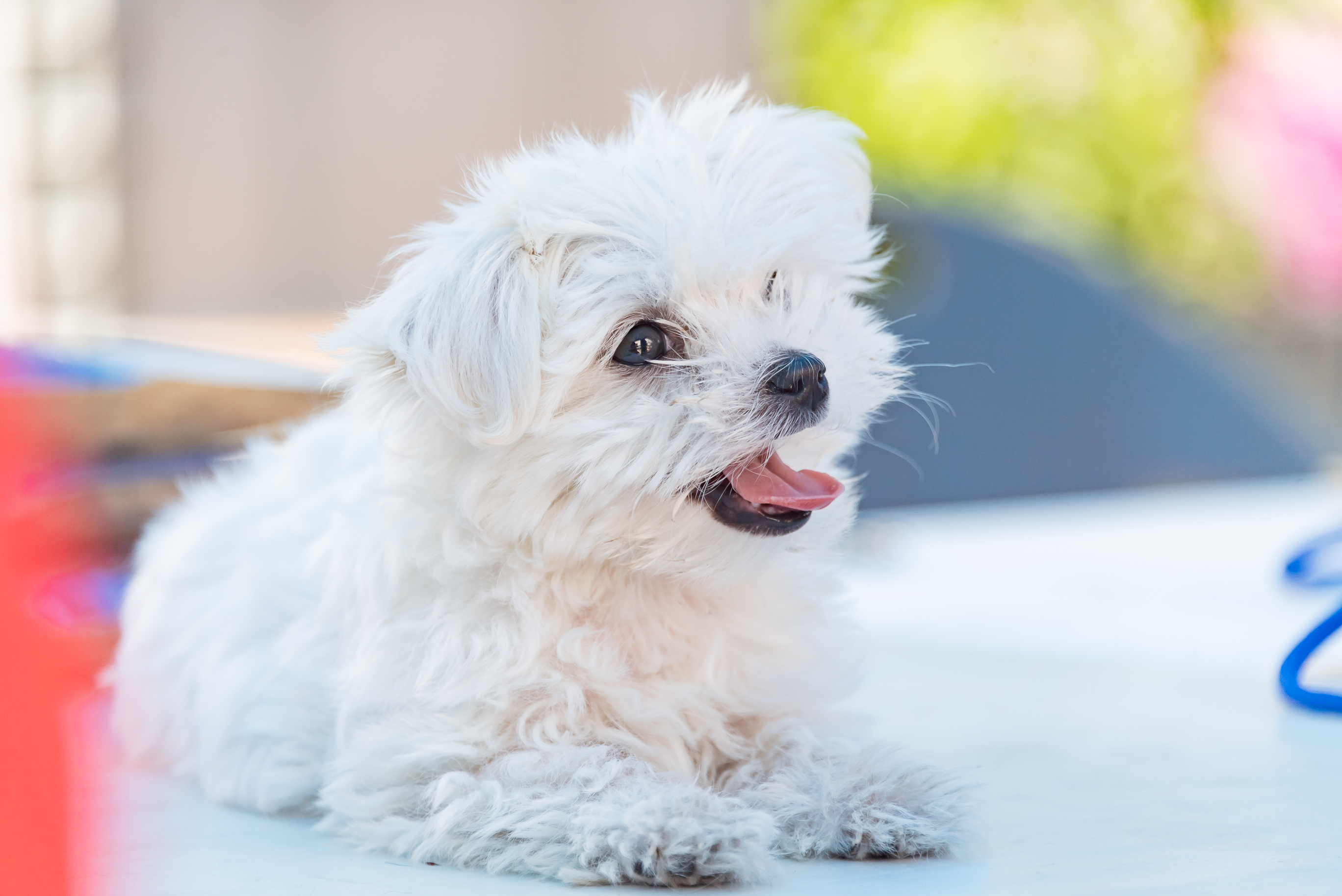 20190504-2019 반려동물 페스티벌 20190504-31841_S_182619.jpg