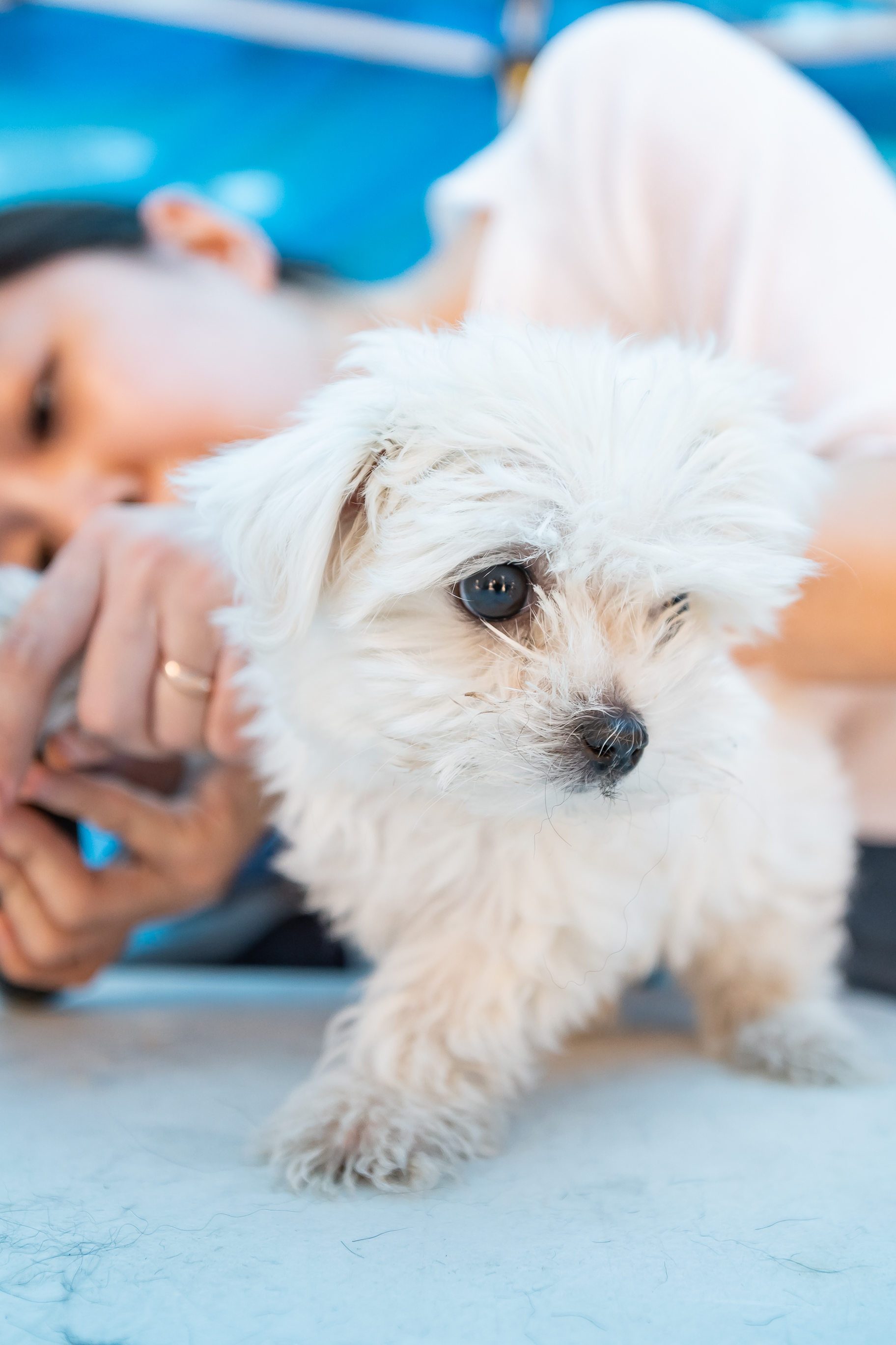 20190504-2019 반려동물 페스티벌 20190504-31242_S_182609.jpg