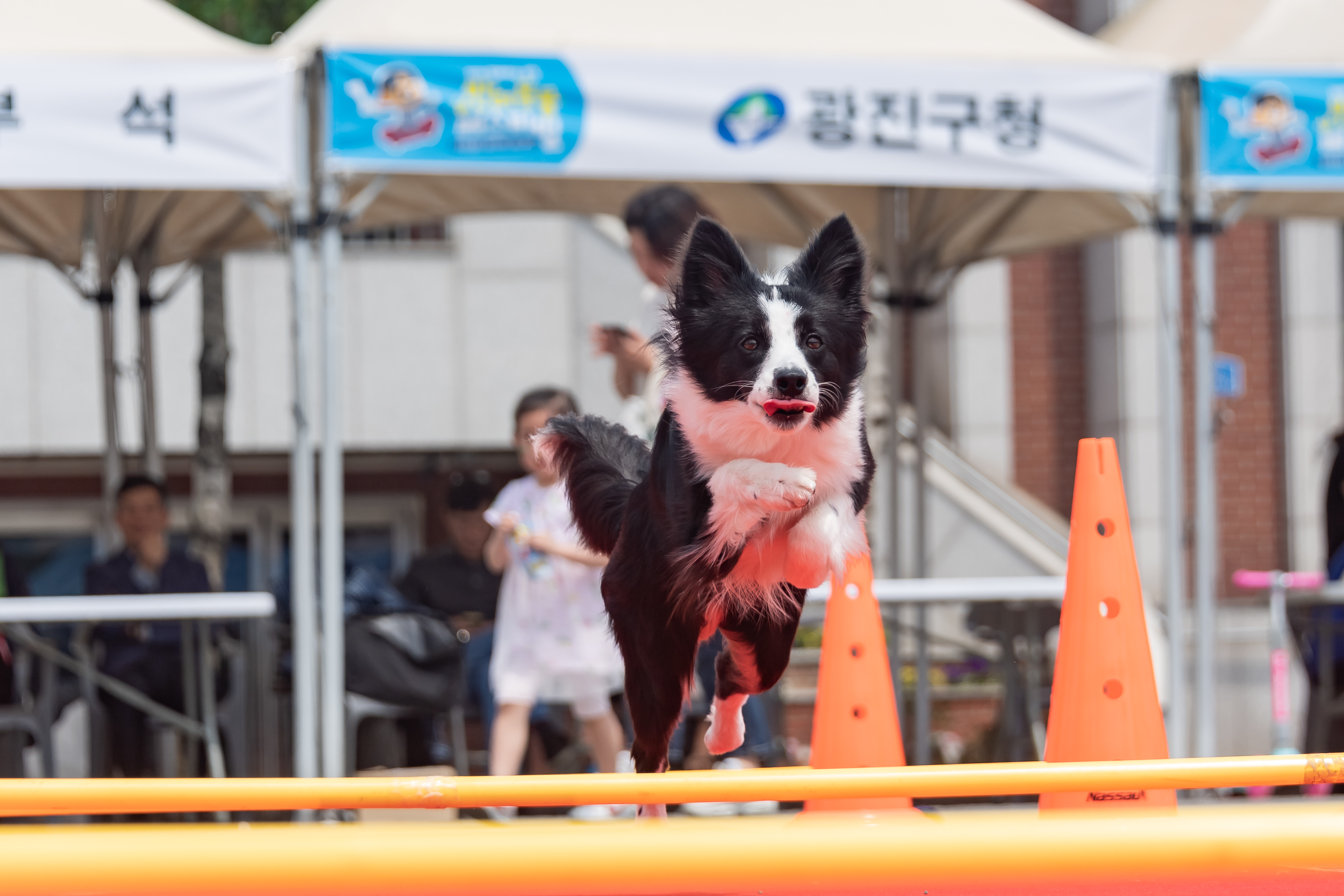 20190504-2019 반려동물 페스티벌 20190504-32191_S_182625.jpg