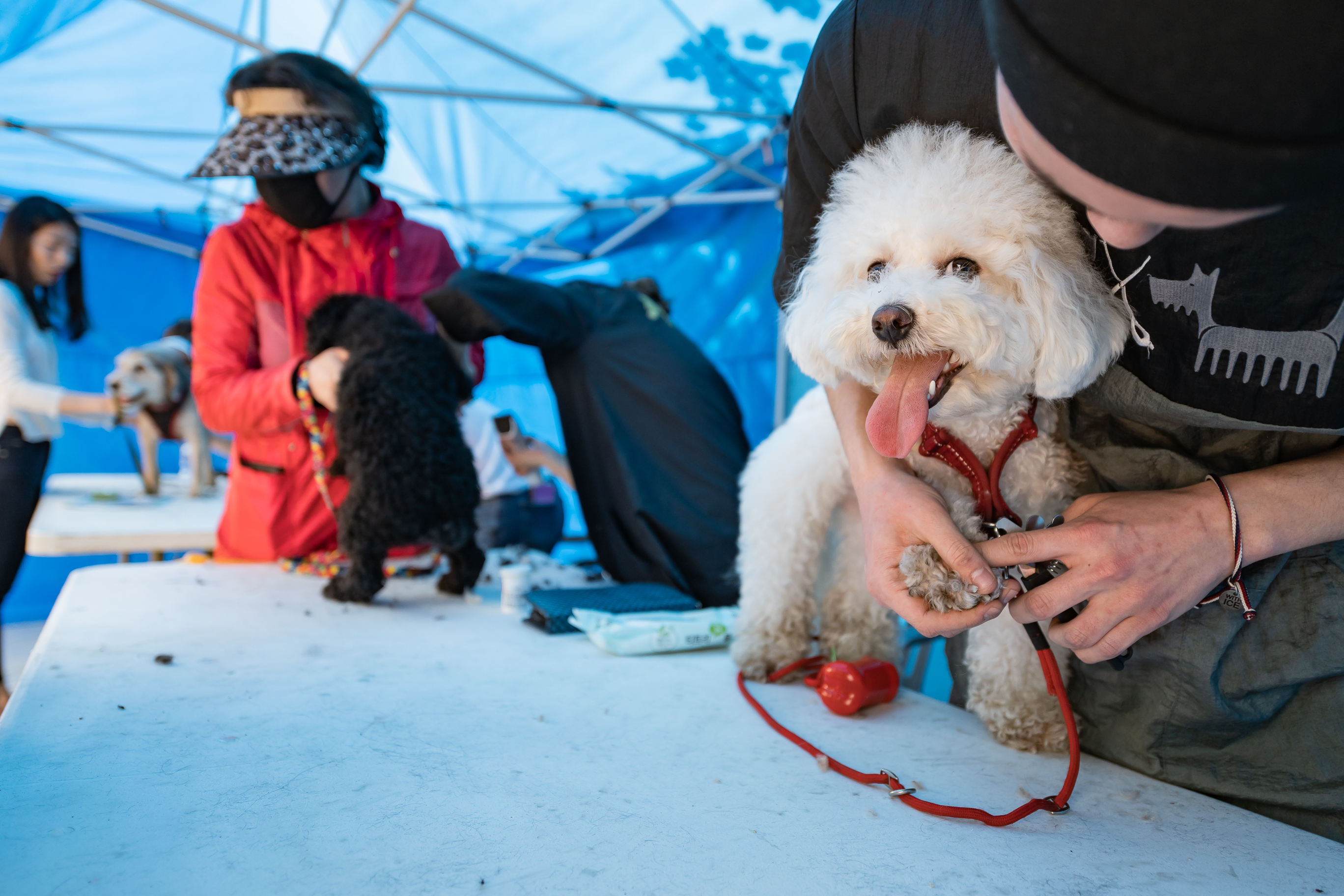 20190504-2019 반려동물 페스티벌 20190504-31300_S_182609.jpg