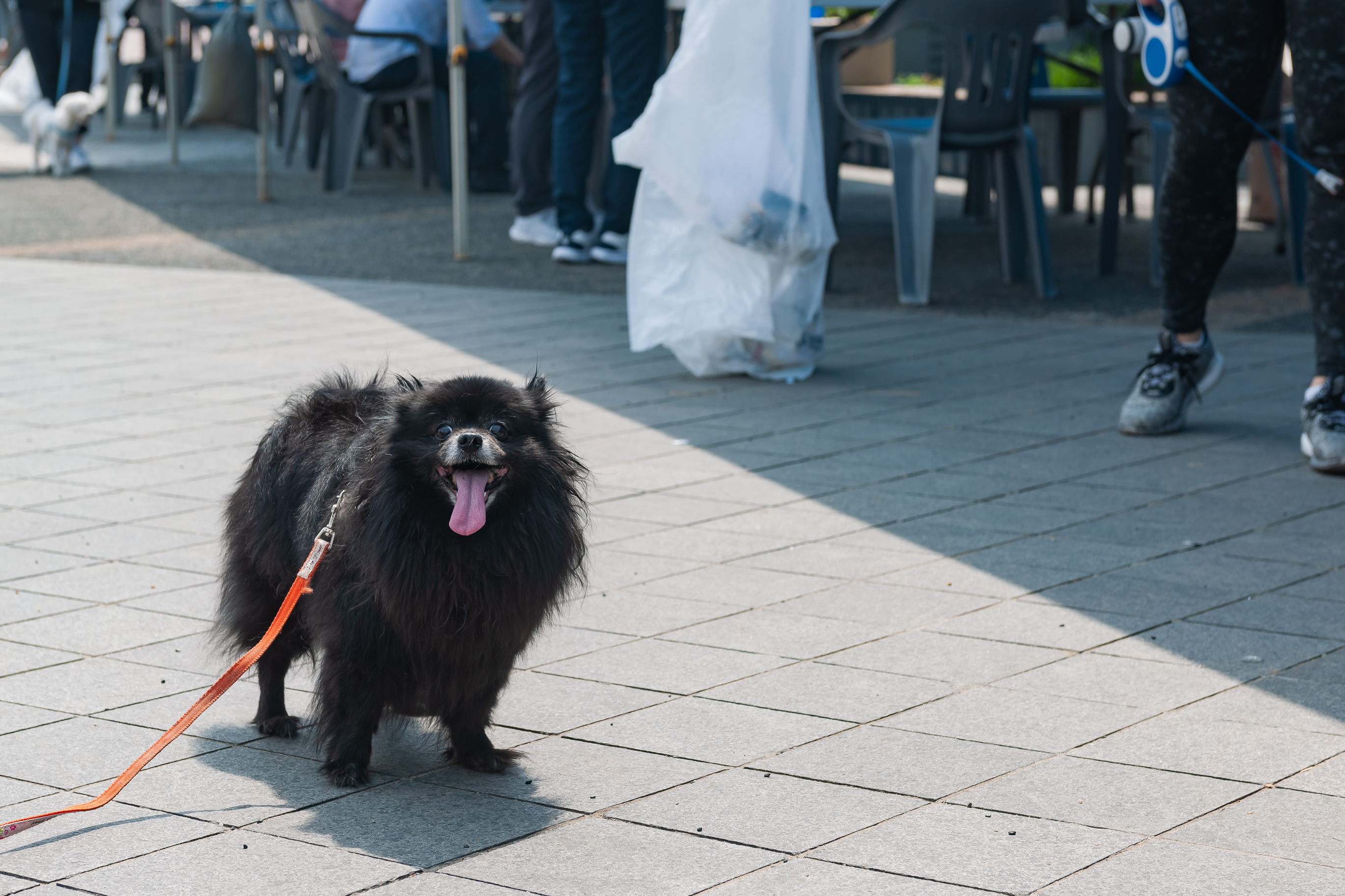 20190504-2019 반려동물 페스티벌 20190504-32312_S_182627.jpg