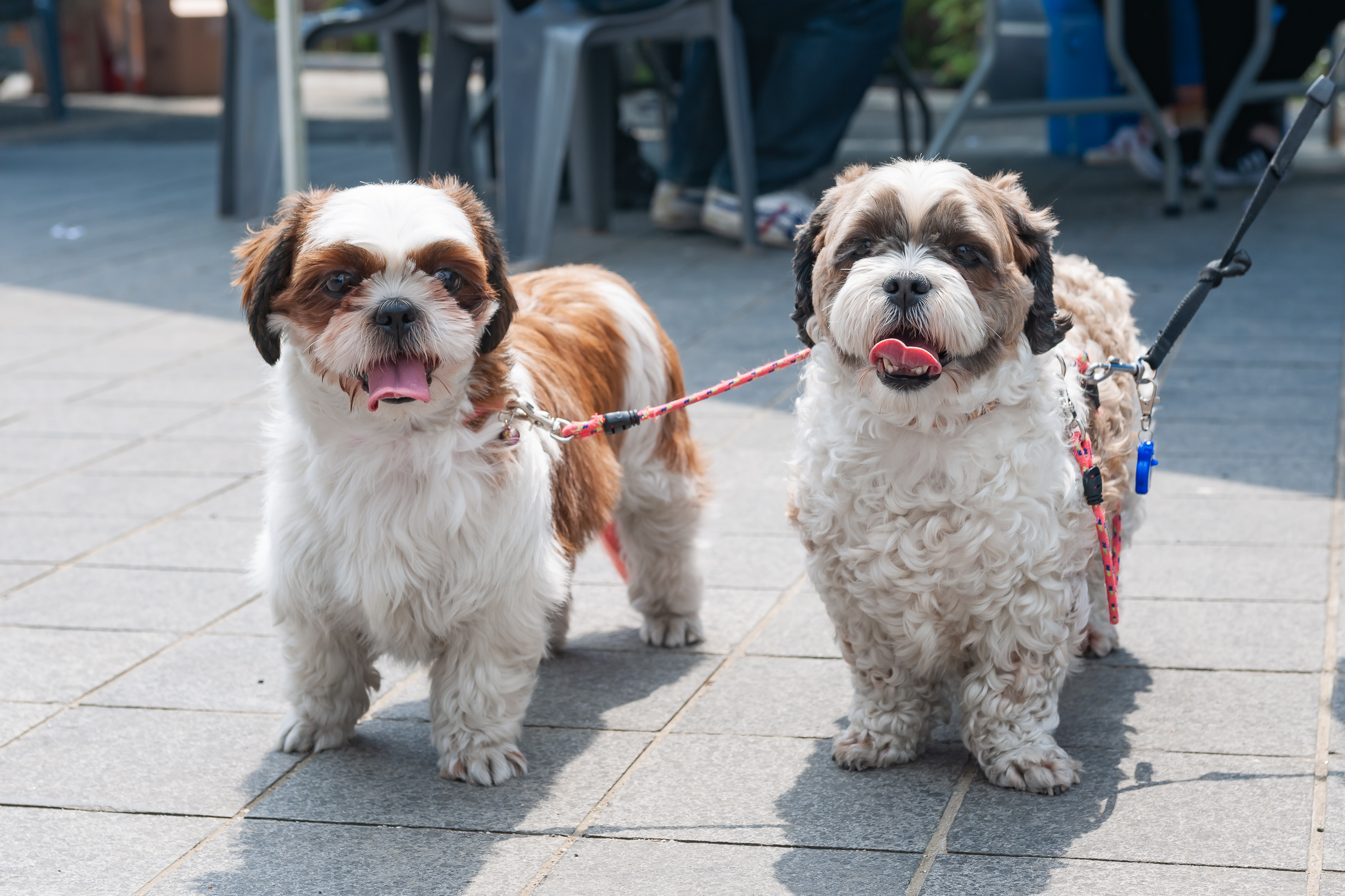 20190504-2019 반려동물 페스티벌 20190504-32464_S_182630.jpg