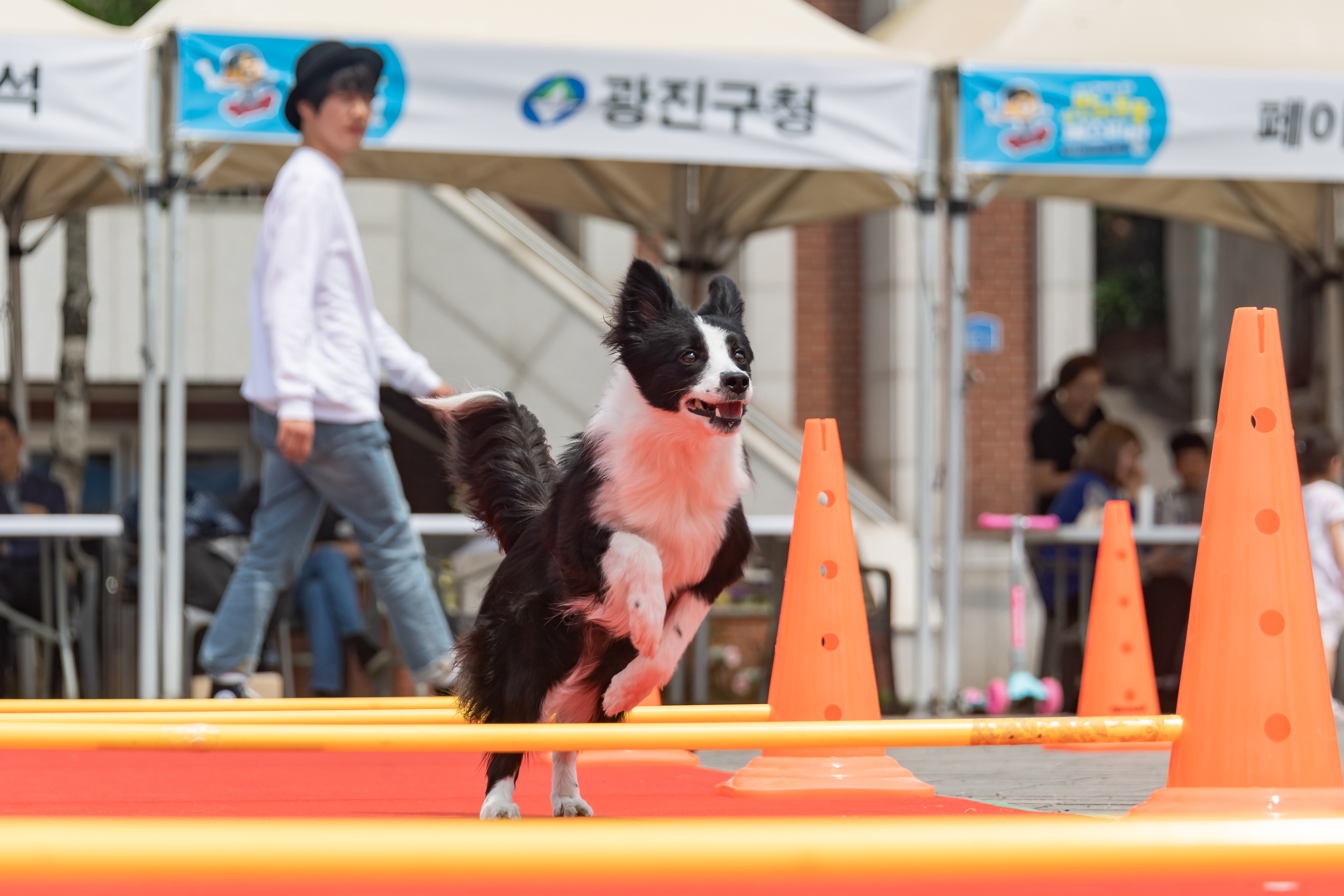 20190504-2019 반려동물 페스티벌
