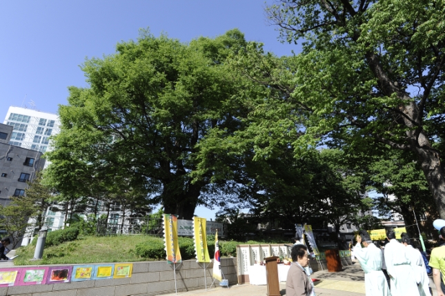 20150504-느티나무의 노래 117366.JPG