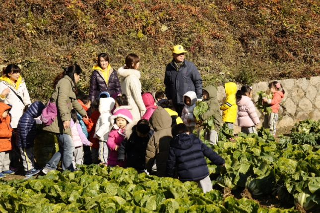 20121114-꼬마농부 김장배추 수확