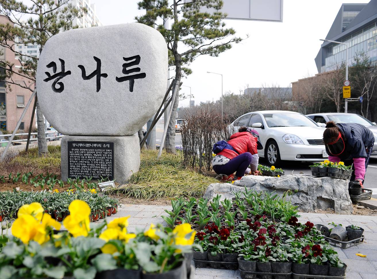 20160314-새봄맞이 꽃길조성