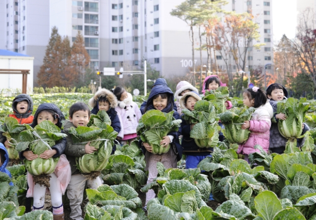 20131118-꼬마농부 김장 배추 수확 체험