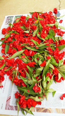 추억의 봉숭아 물들이기