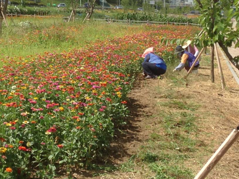 광진구 자체 생산 꽃묘 식재