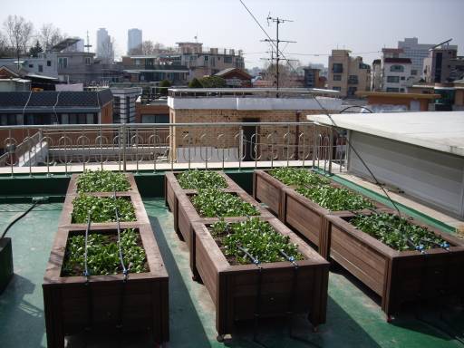 옥상텃밭 시금치 수확