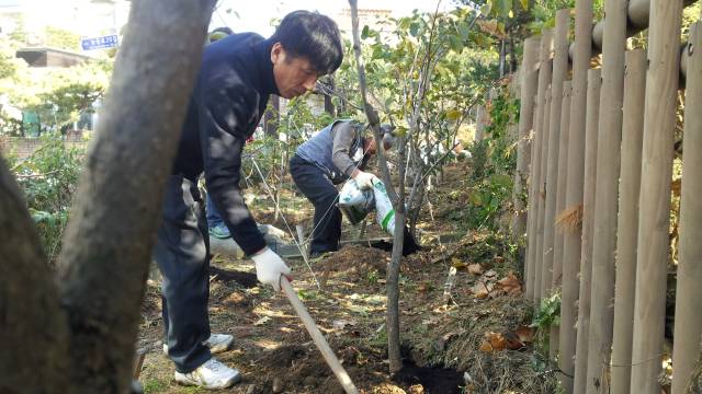 감나무추가 식재 및 시비작업