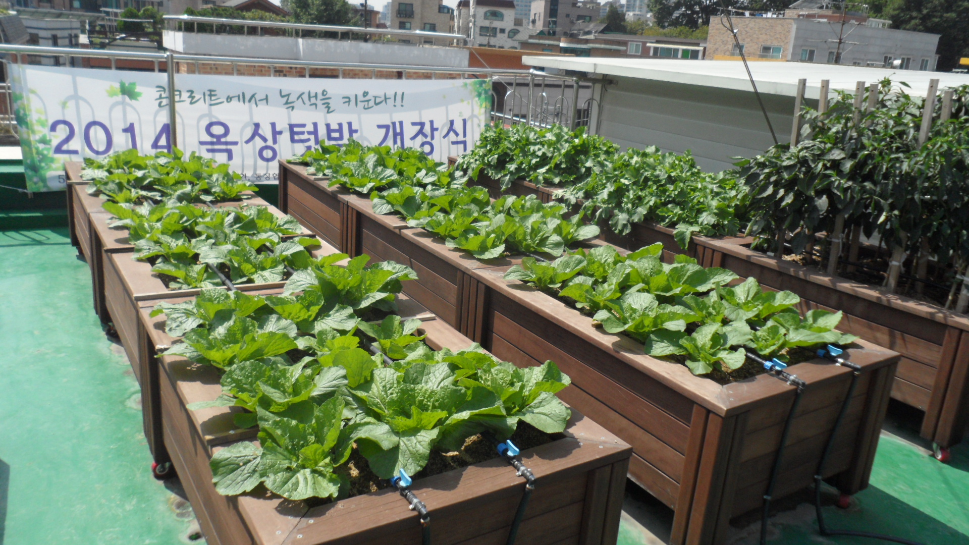 옥상텃밭 배추가 쑥쑥 잘 자라고 있네요~