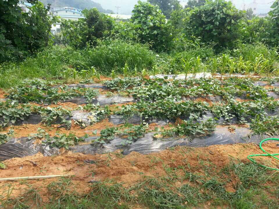 하남 텃밭가꾸기 (2014.7.14)