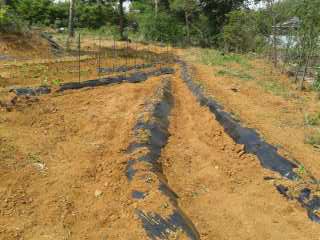 하남 텃밭 가꾸기