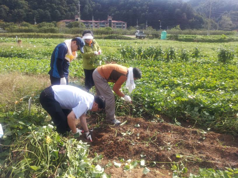 양평 문호리농장 고구마캐기