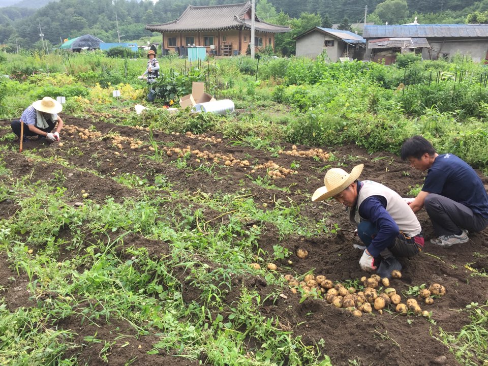 2016년 주말농장 농산물 수확 및 전달 사진 