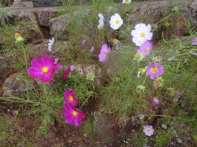 코스모스 한들한들 피어있는 곳!!