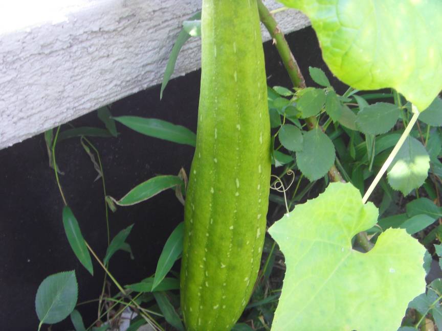 자양2동주민센터 옥상정원에 열매들이 많이 열렸습니다.