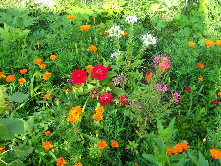 동주민센터에 예쁜 꽃들이 피었네요